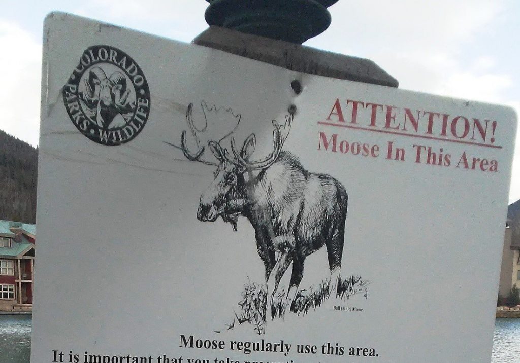 Moose in area RS from Eric Sprinkle